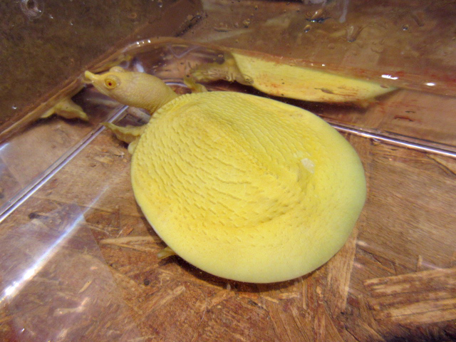 インドシナオオスッポン(5)