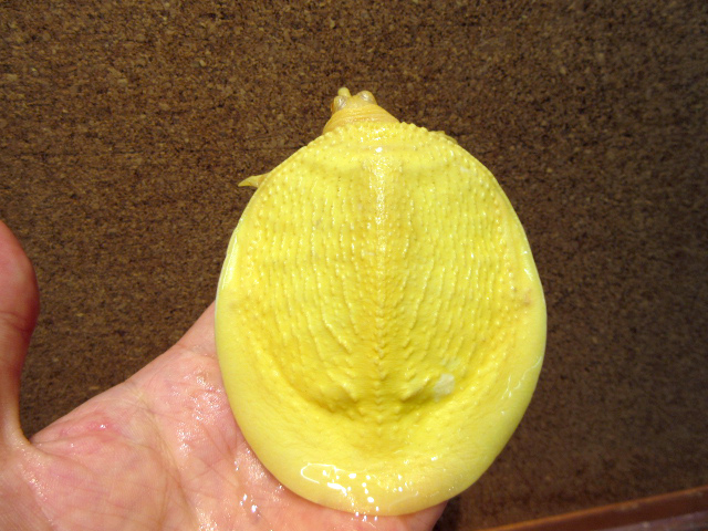 インドシナオオスッポン(6)