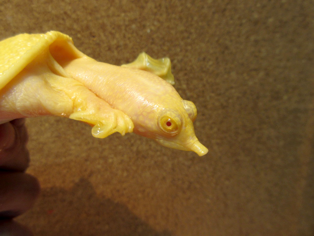 インドシナオオスッポン(7)