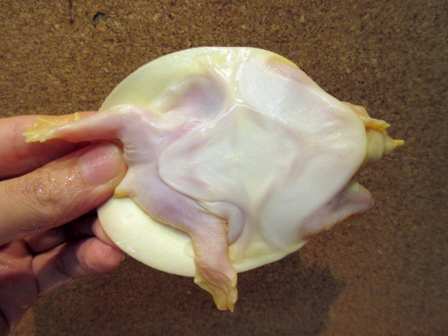 インドシナオオスッポン(8)