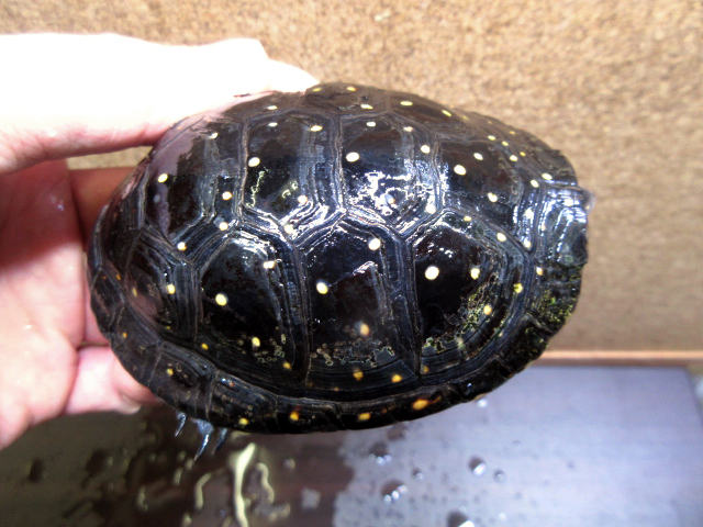キボシイシガメ(10)
