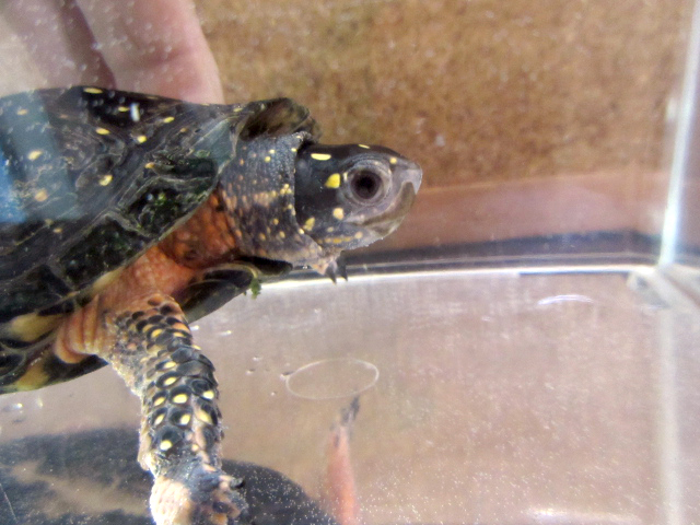 キボシイシガメ(11)