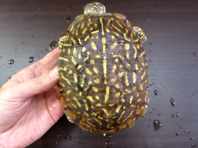 ミナミニシキハコガメ(1)