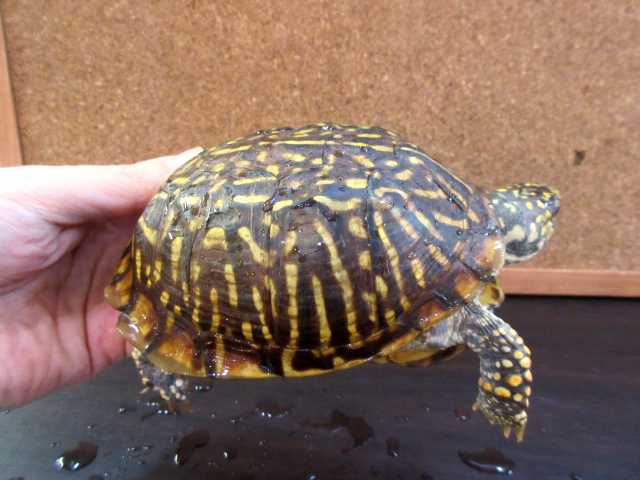 ミナミニシキハコガメ(2)