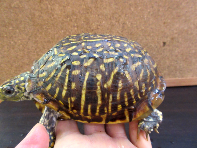 ミナミニシキハコガメ(3)