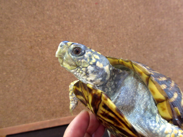ミナミニシキハコガメ(4)