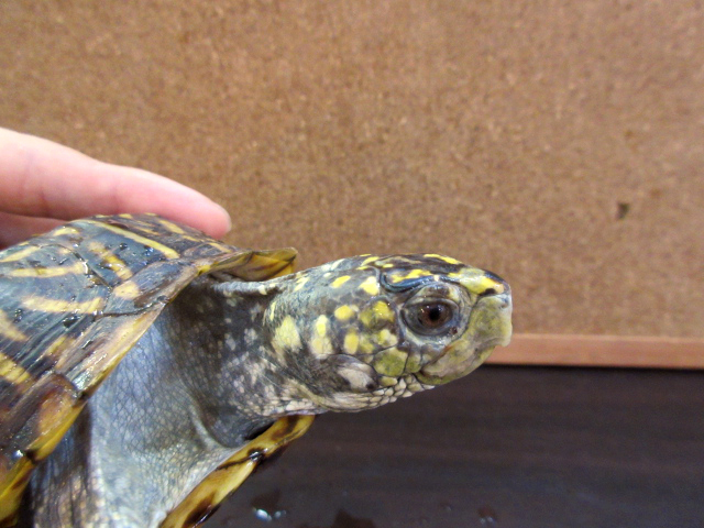 ミナミニシキハコガメ(5)