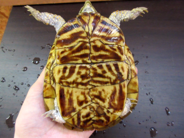 ミナミニシキハコガメ(6)