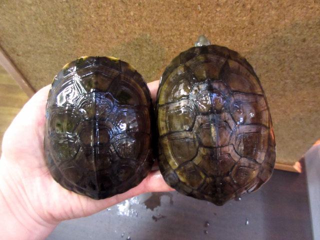 ヤエヤマミナミイシガメ