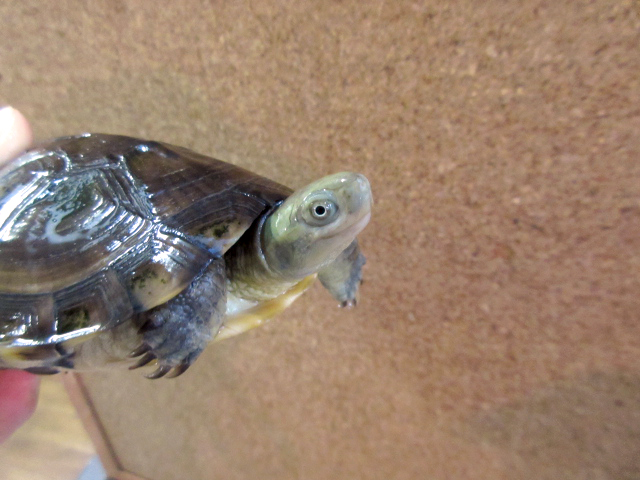 ヤエヤマミナミイシガメ(2)