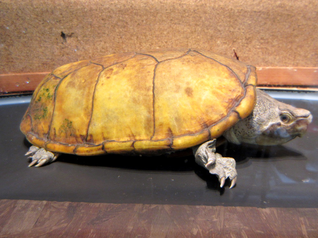 ハーレラドロガメ