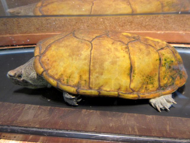 ハーレラドロガメ(2)