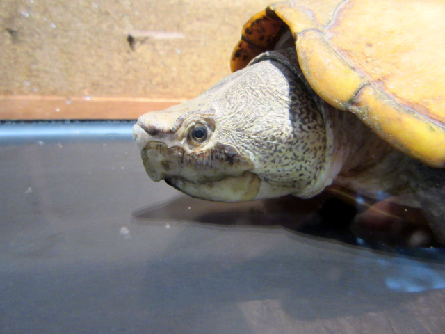 ハーレラドロガメ(3)