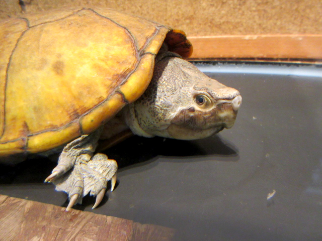 ハーレラドロガメ(4)