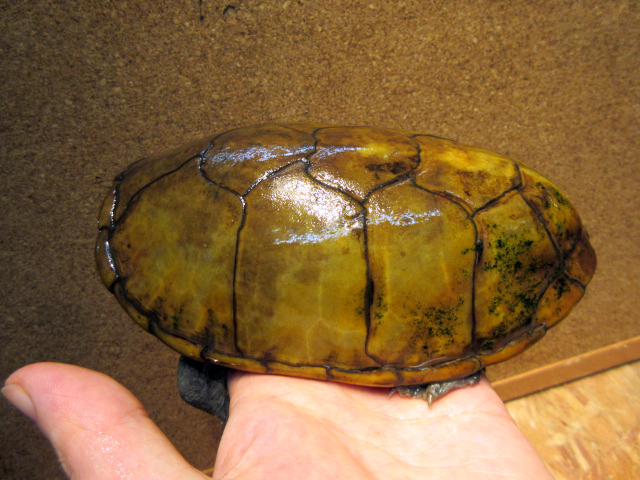 ハーレラドロガメ(5)