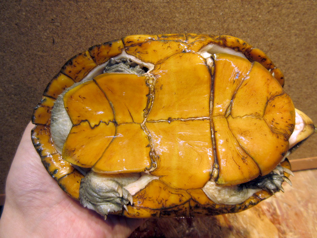 ハーレラドロガメ(6)