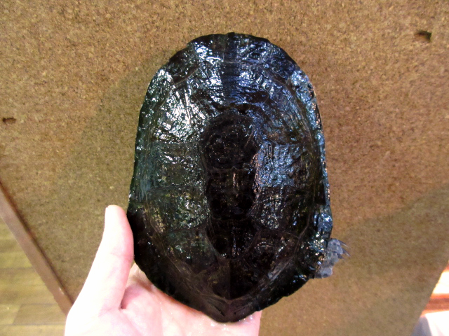 へーゲカエルガメ(1)