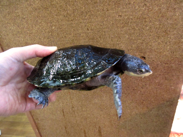 へーゲカエルガメ(2)
