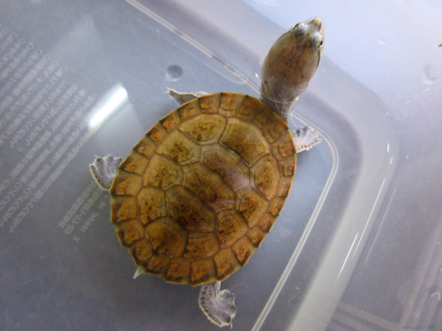 ミナミジェフロアカエルガメ