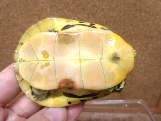 フロリダチキンタートル(3)
