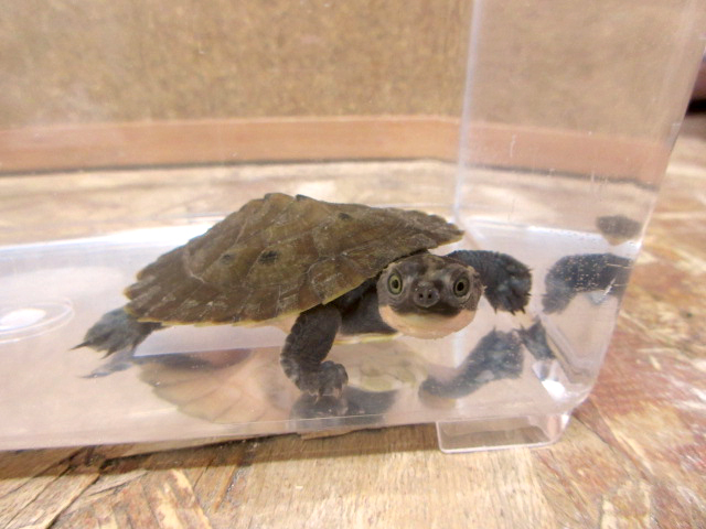 ブランデルカブトガメ(11)