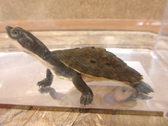 ブランデルカブトガメ(10)