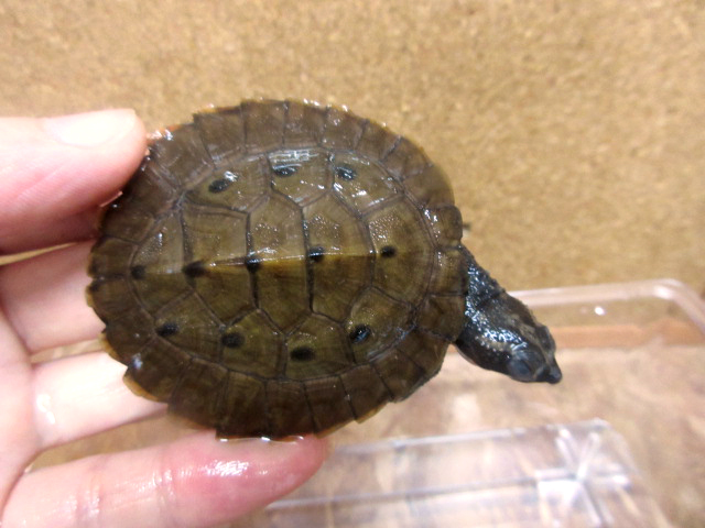 ブランデルカブトガメ(8)