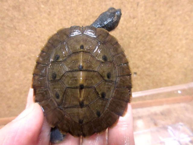 ブランデルカブトガメ(7)