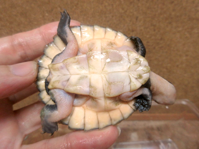 ブランデルカブトガメ(9)