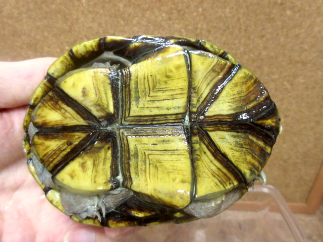 キイロドロガメ(4)