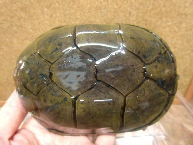 キイロドロガメ