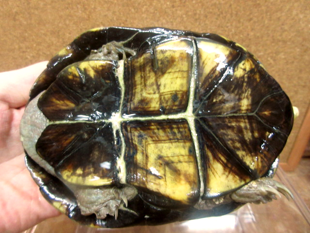 キイロドロガメ(2)