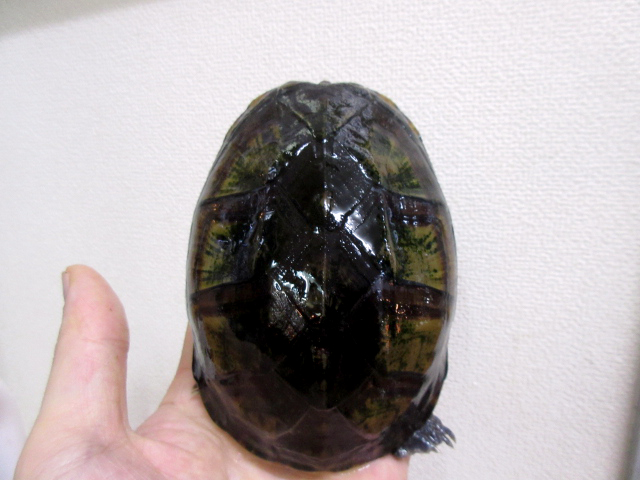 ノドジロドロガメ