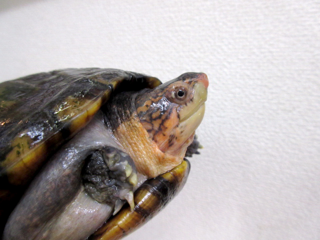 ノドジロドロガメ(2)