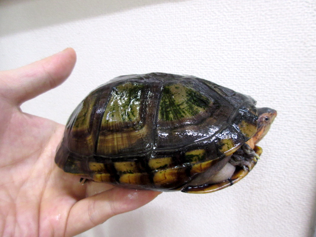 ノドジロドロガメ(3)