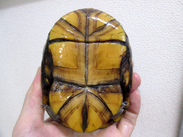 ノドジロドロガメ(4)