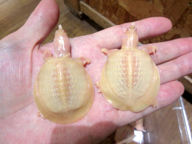 シナスッポン(10)