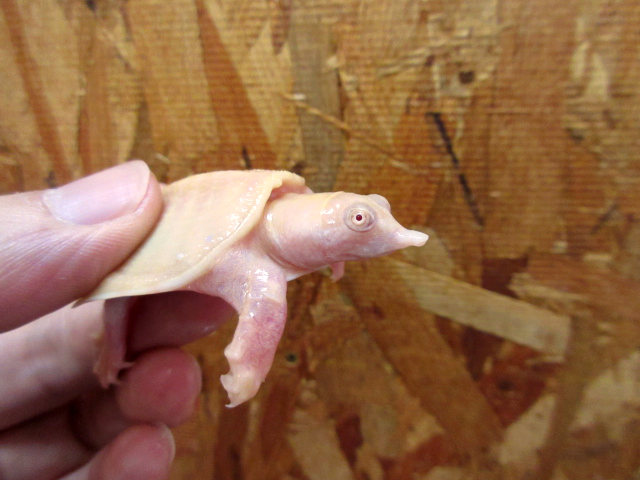 シナスッポン(11)