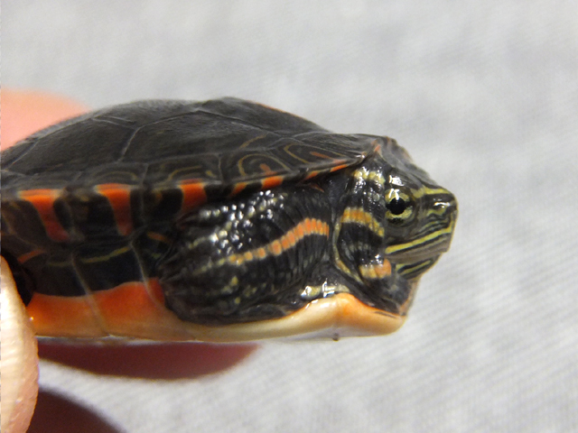 セスジニシキガメ(3)