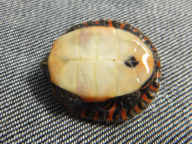 セスジニシキガメ(4)