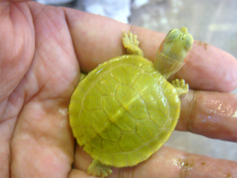 ミシシッピアカミミガメ(5)