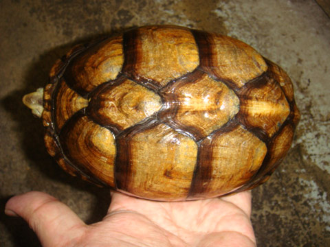 シロクチドロガメ(1)