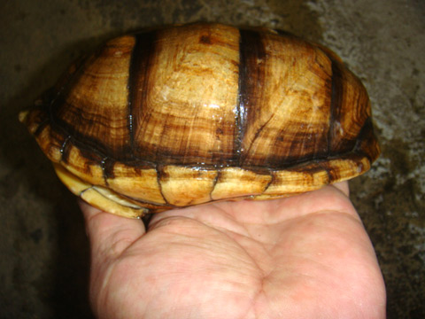 シロクチドロガメ(2)