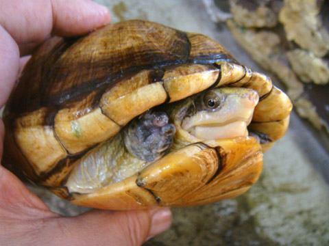 シロクチドロガメ(3)