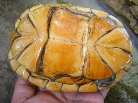 シロクチドロガメ(4)