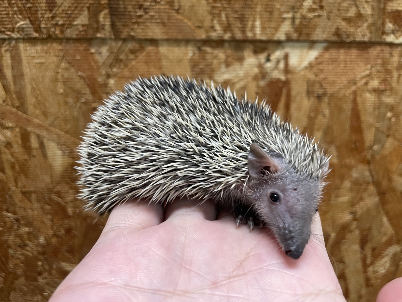 ヒメハリテンレック(3)