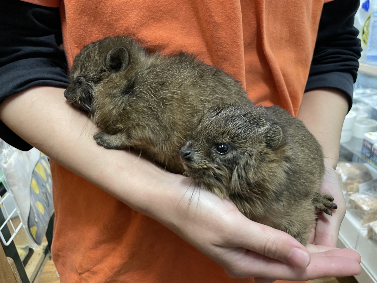 ケープハイラックス(4)