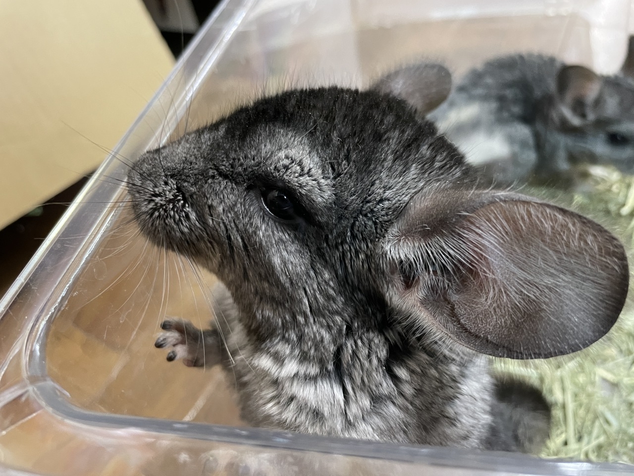 爬虫類ショップ サウリア守口店 チンチラ グレー 爬虫類ショップ サウリア守口店 チンチラ グレー