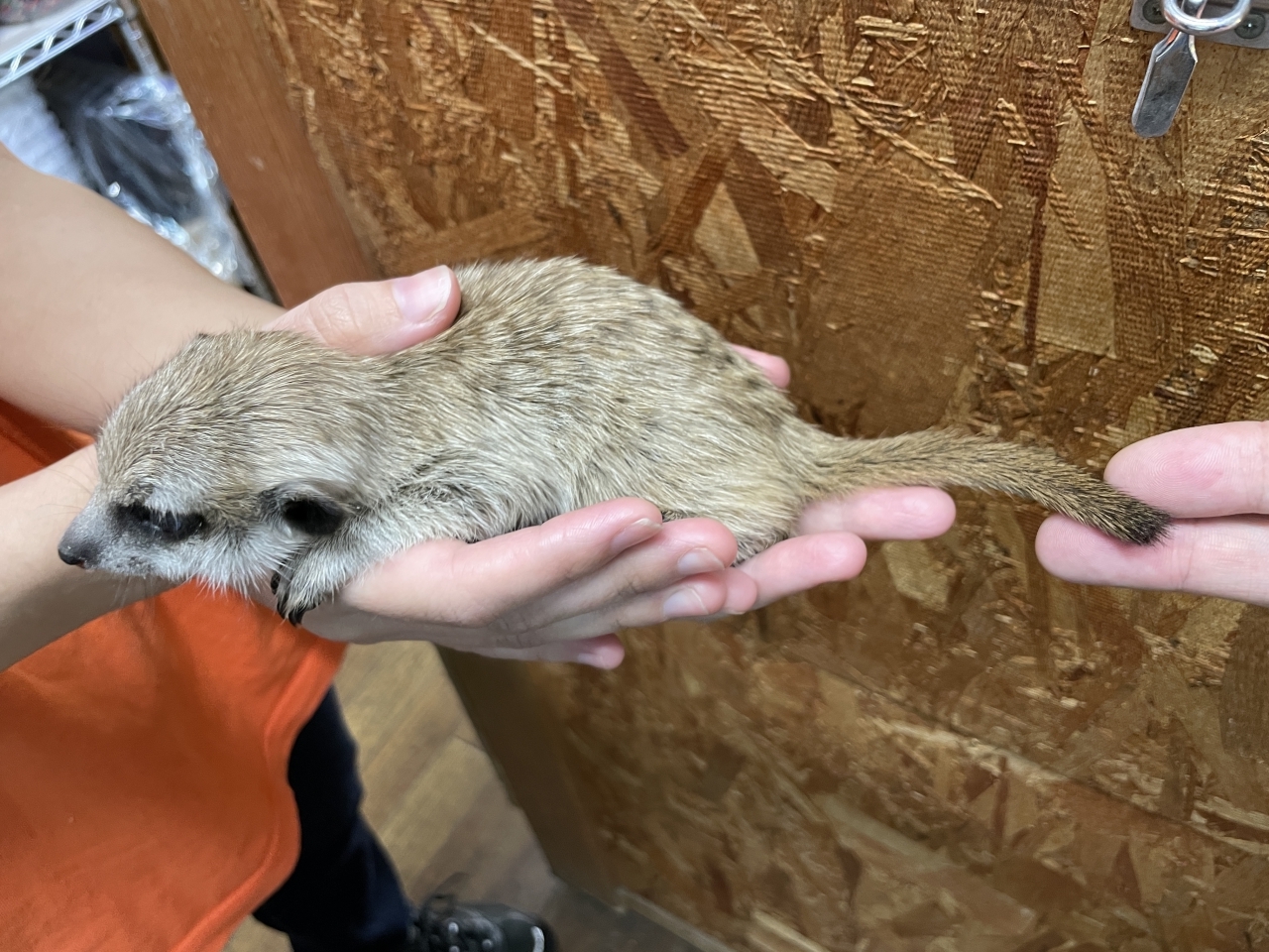 ミーアキャット(4)