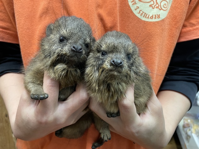 ケープハイラックス